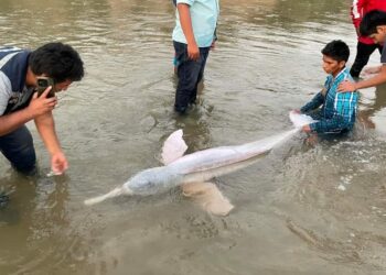 Un bufeo es encontrado en el río Yapacaní