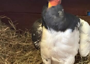 El cóndor herido llega a La Paz para su recuperación