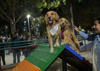 La Alcaldía manda al Concejo la ley sobre ‘tenencia responsable’ de mascotas