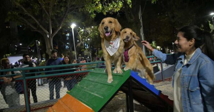 La Alcaldía manda al Concejo la ley sobre ‘tenencia responsable’ de mascotas