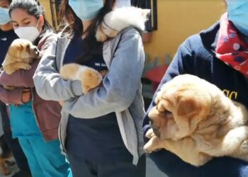 Operativo en la zona 16 de Julio logra el rescate de 25 mascotas