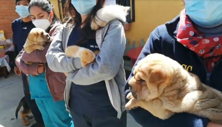 Operativo en la zona 16 de Julio logra el rescate de 25 mascotas