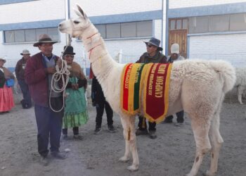 Éste es el ejemplar de llama q'ara de Óscar Flores; se llama 'Sajama'.