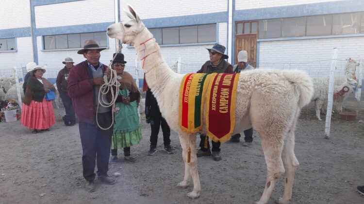 Éste es el ejemplar de llama q'ara de Óscar Flores; se llama 'Sajama'.