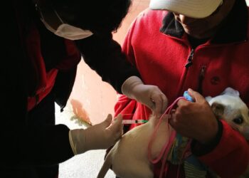Potosí llega al 83% de vacunación antirrábica y ya solo falta un departamento