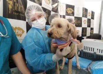 La Alcaldía de La Paz lanzó una campaña de esterilización de mascotas que se realizará el 24 y 25 de agosto.