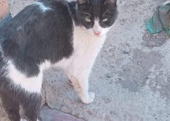 gato