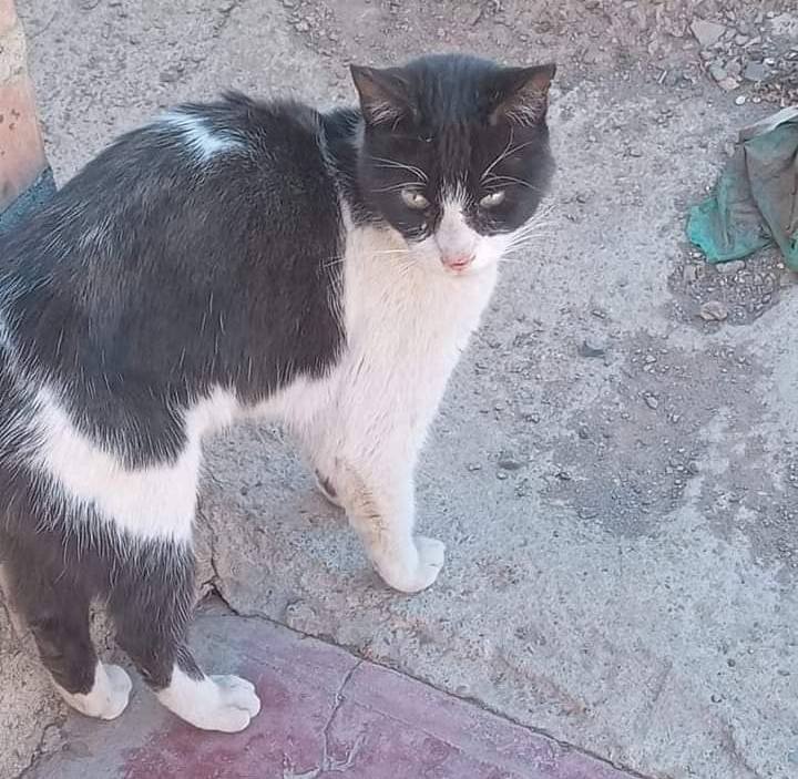 gato