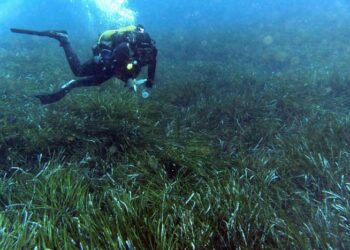 Descubren en Finlandia la planta marina más antigua conocida hasta ahora