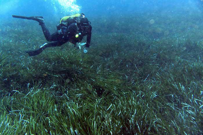 Descubren en Finlandia la planta marina más antigua conocida hasta ahora