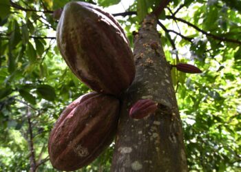 cacao