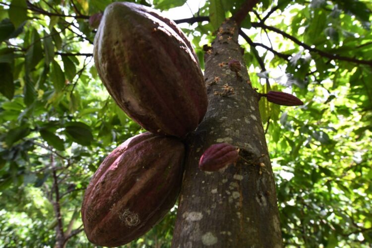 cacao