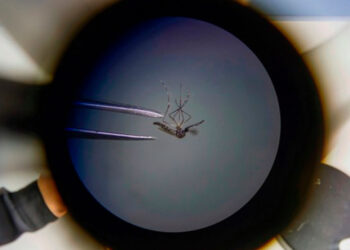 aedes_aegypti.jpg