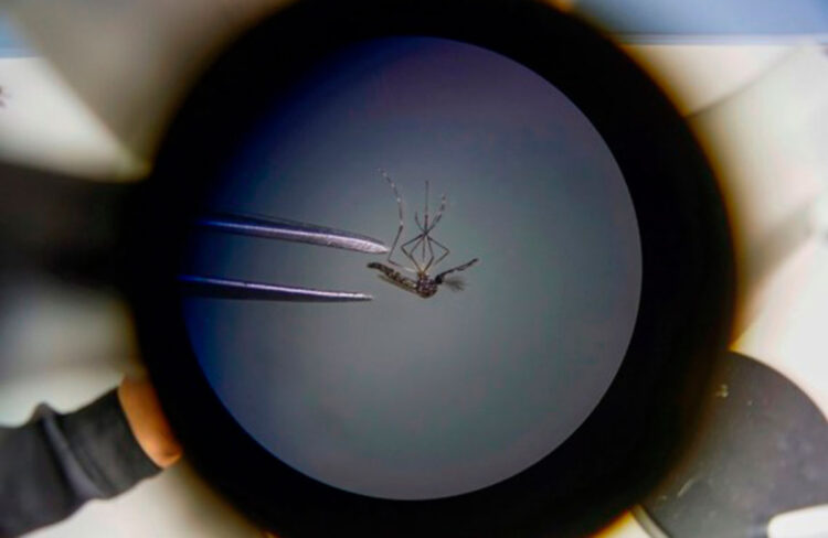 aedes_aegypti.jpg