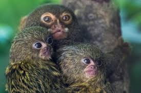 Los monos tití se llaman por su nombre, igual que los humanos