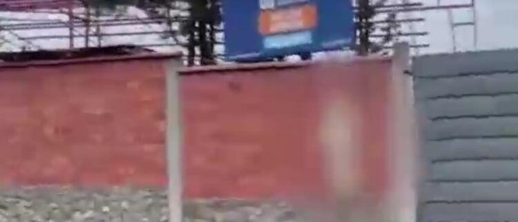 El can fue hallado por los vecinos de la zona Llojeta y denunciaron el hecho a Pofoma.