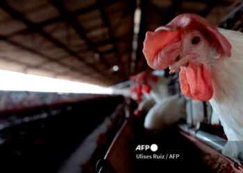 gripe_aviar.jpg