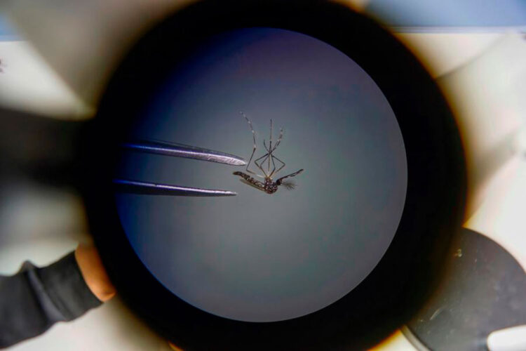mosquito_dengue.jpg