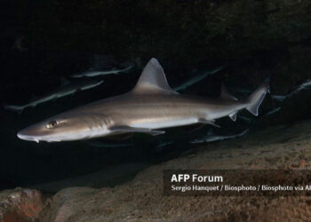 tiburones.jpg
