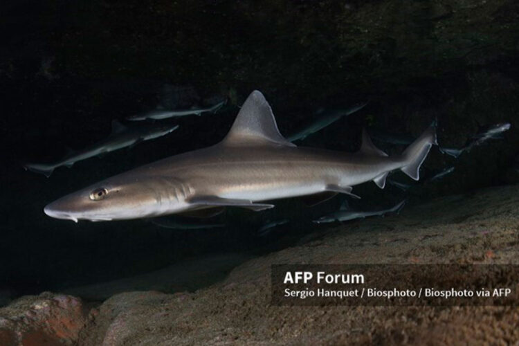 tiburones.jpg