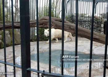 Los felinos están en un santuario de fauna