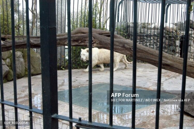 Los felinos están en un santuario de fauna