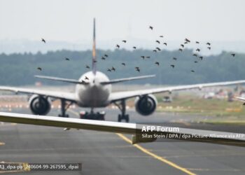 La aves son un riesgo para los aviones