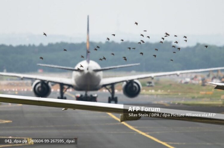 La aves son un riesgo para los aviones