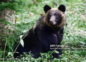El oso fue sorprendido dentro de una vivienda