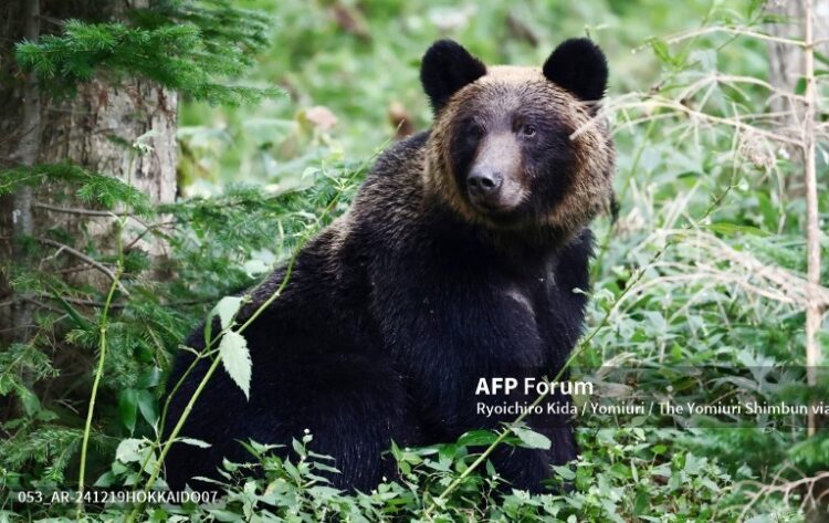 El oso fue sorprendido dentro de una vivienda