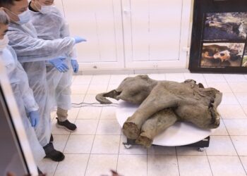 El pequeño mamut está muy bien conservado