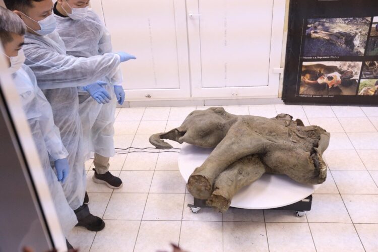 El pequeño mamut está muy bien conservado
