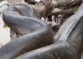 Impresionan por su gran tamaño