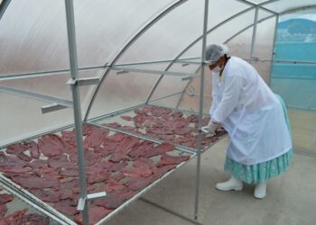 Planta de Charque de Llama en Oruro lista para iniciar producción