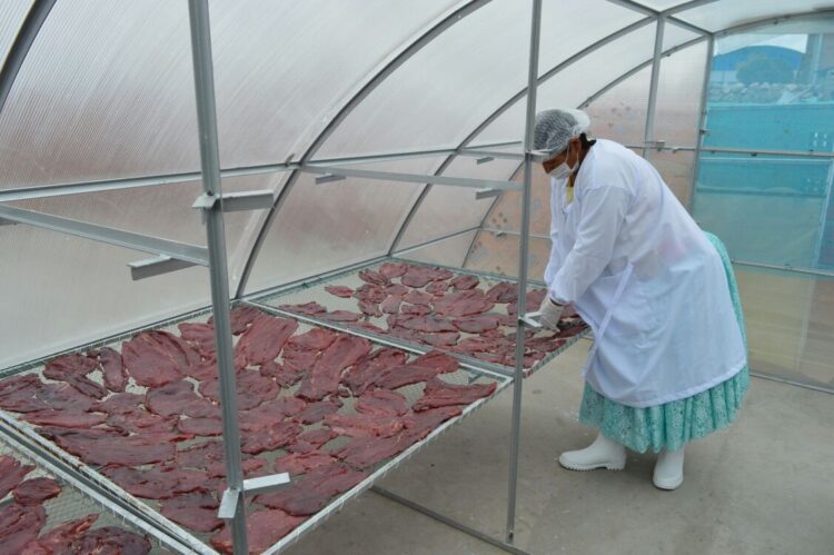 Planta de Charque de Llama en Oruro lista para iniciar producción