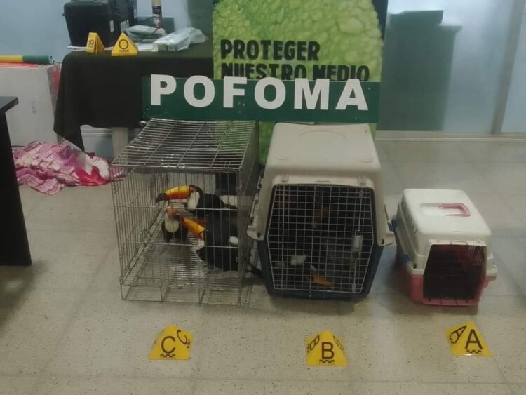 Ocho tucanes y un loro fueron rescatados de un traficante de fauna silvestre.