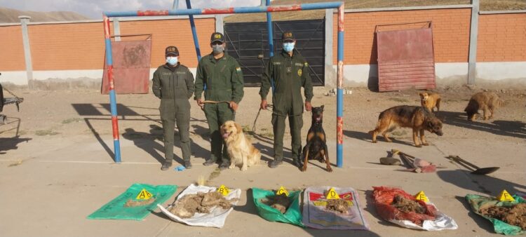 En un operativo de la Policía y la Fiscalía hallan siete perros muertos enterrados en tres fosas en el albergue municipal Angelino de Oruro.