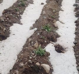 Los cultivos de papa afectados por el granizo