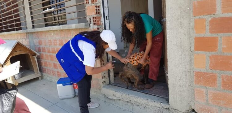 Vacunar a las mascotas es una de las medidas de prevención para la rabia canina.