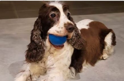 Trufa fue por un lavado a una estética canina y salió muerta.