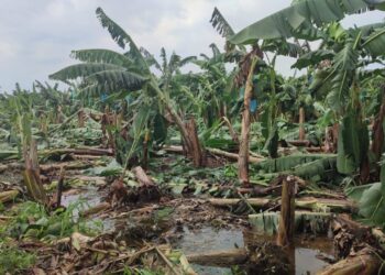 Las plantaciones resultaron afectadas