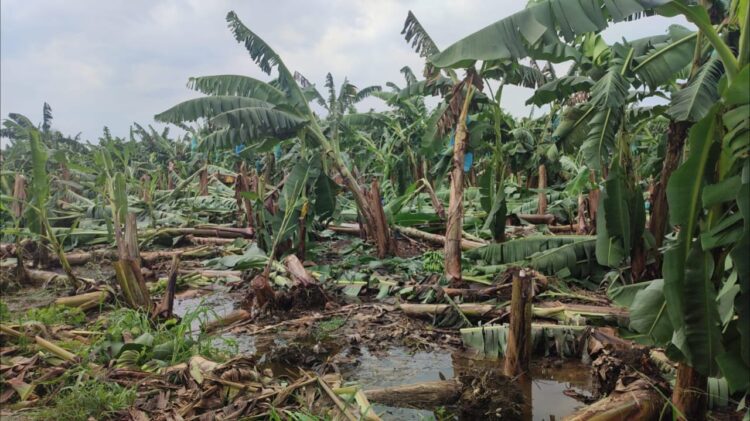 Las plantaciones resultaron afectadas