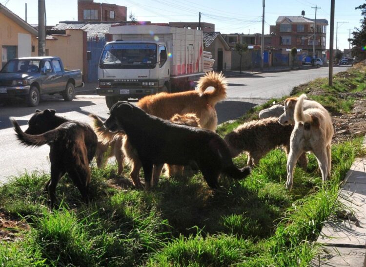 La Paz reporta tres casos de rabia canina este año