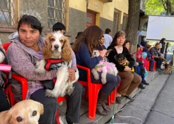 ¿Busca esterilizar a su mascota? La Alcaldía de La Paz prepara dos días de campaña