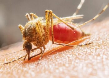 Un nuevo caso de fiebre amarilla es confirmado en La Paz y el total nacional sube a siete