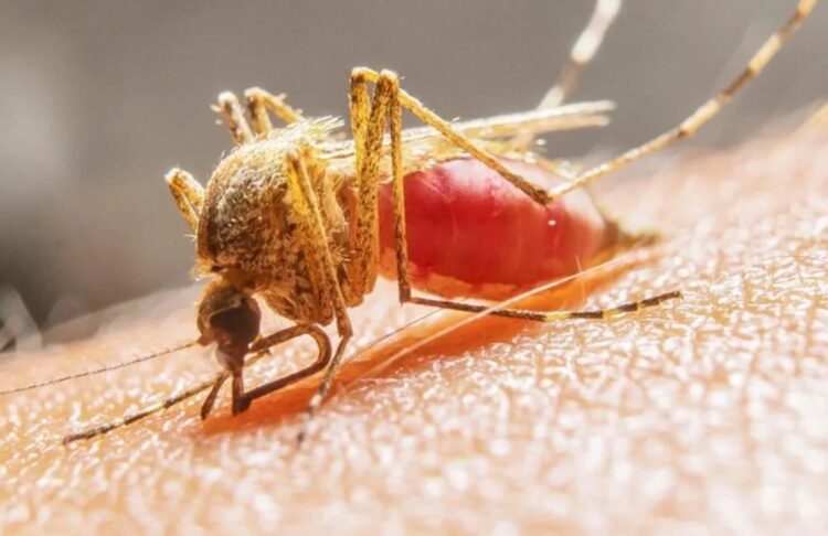 Un nuevo caso de fiebre amarilla es confirmado en La Paz y el total nacional sube a siete
