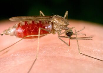 Bolivia reduce la malaria a 19 municipios tras 25 años de lucha constante