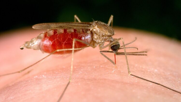 Bolivia reduce la malaria a 19 municipios tras 25 años de lucha constante