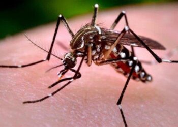 Esterilización de mosquitos: Una técnica con irradiación se estudia en Bolivia