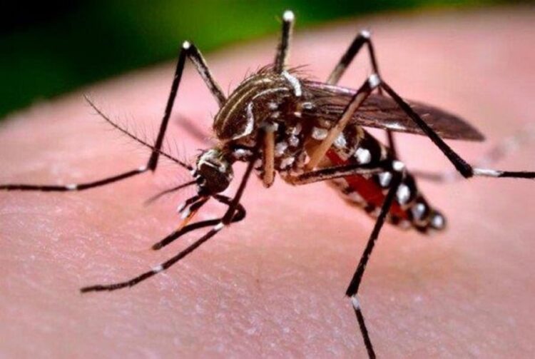 Esterilización de mosquitos: Una técnica con irradiación se estudia en Bolivia